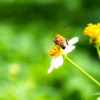 ３月８日は「ミツバチの日」２０１９。