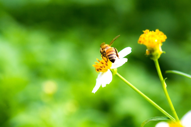 ３月８日は「ミツバチの日」２０１９。