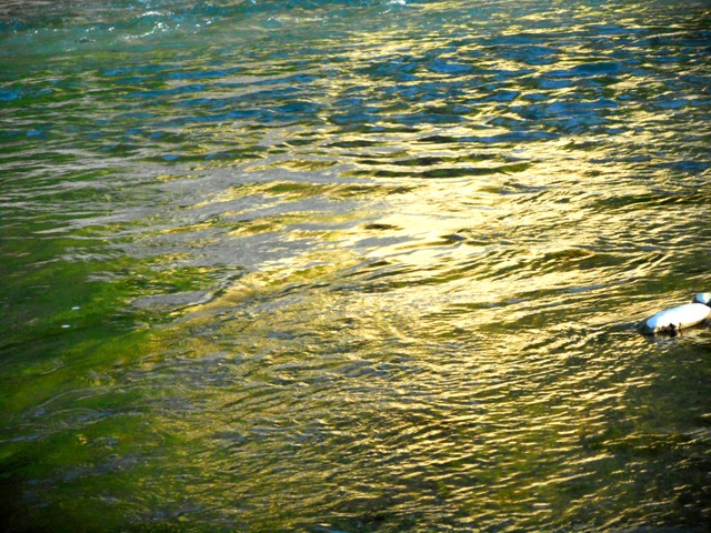 宮城県仙台市を流れる広瀬川の、＜無常の瞬間＞を捉えた写真